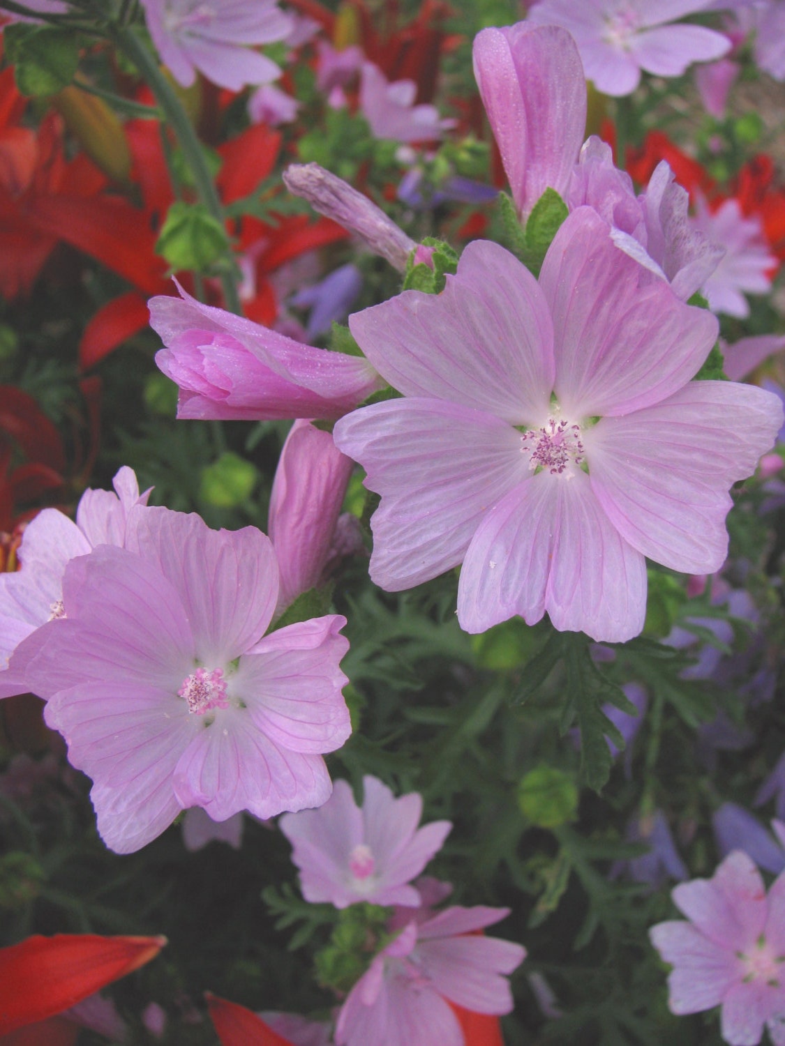 musk-mallow-seeds-perennial