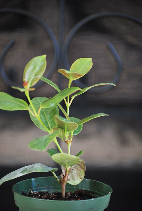 Live Red Brazilian Jasmine Plant Indoors/Out Mandevilla