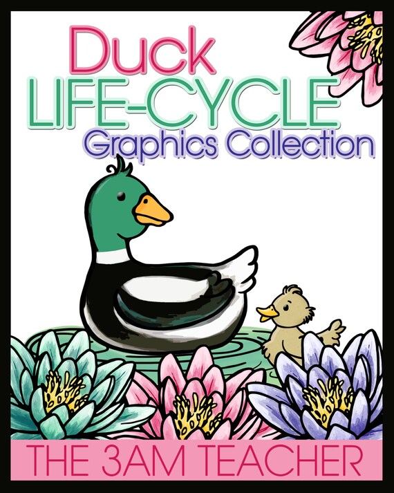 Duck LifeCycle Graphics Collection