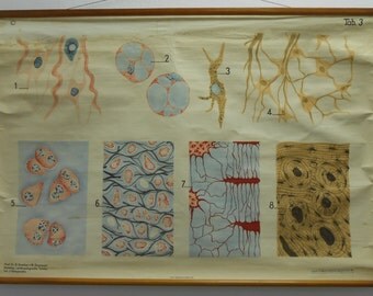 Vintage Belgian School Chart (Connective Tissue)