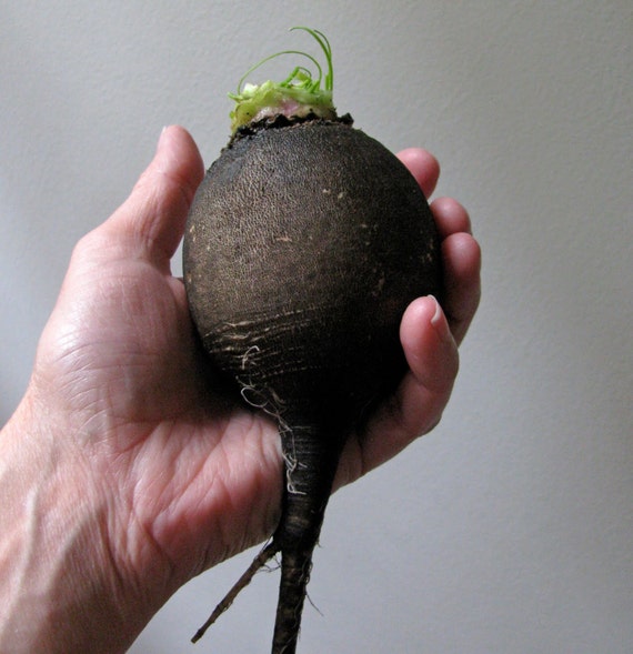 Items similar to Heirloom, Black Spanish Round Radish, Large Turnips 4