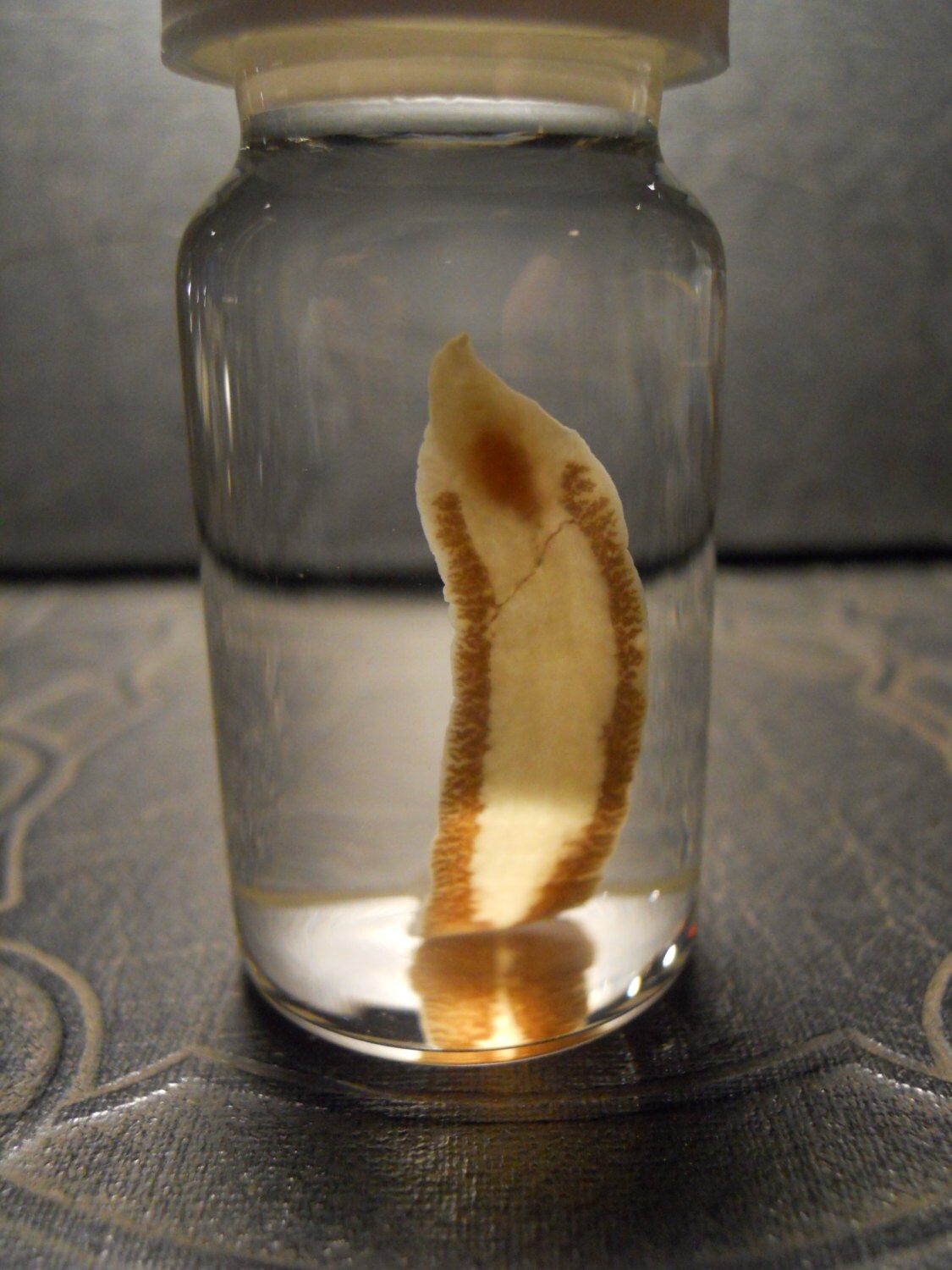 Wet Specimen Parasite Adult Liver Fluke