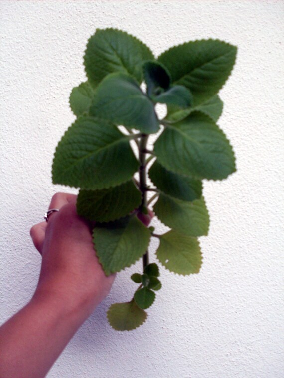 Cuban Oregano - One Live Branch FLORIDA FRESHNESS Aromatic, Decorative, and Ornamental, Very Easy to Grow