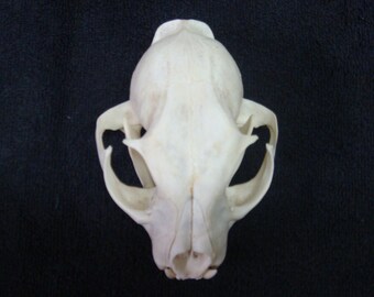 Real Nice #1 quality Large Bobcat skull real bone teeth part jaws.