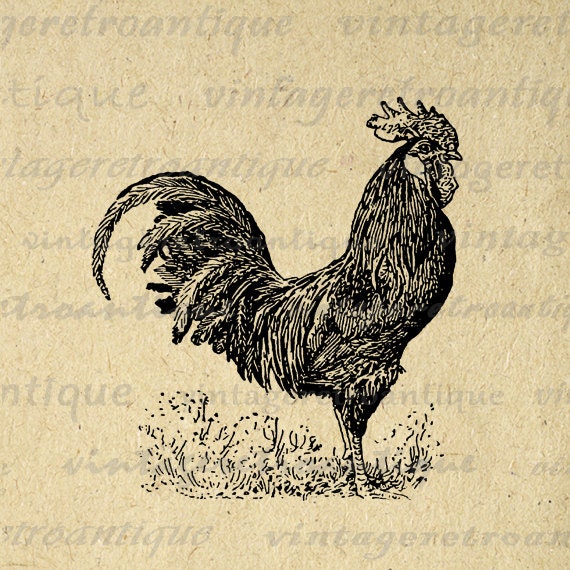 vintage rooster clip art - photo #26