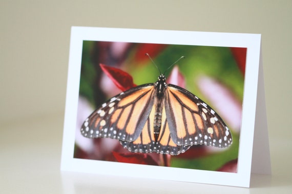 Butterfly Photo Card for Nature Lovers, Frameable Photography for Birthday