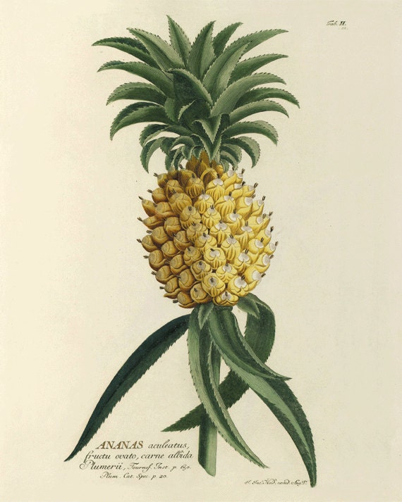 Vintage Pineapple 57