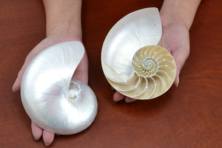 2 Pcs Natural PEARL NAUTILUS Sea SHELL Cut Sliced Beach by MyGann