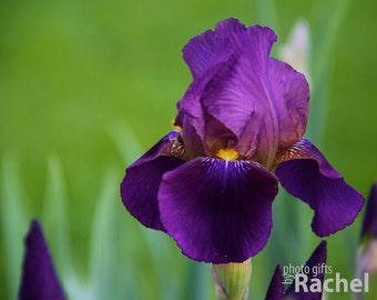 Purple Bearded Iris Flower Purple Bearded Iris Etsy Purple Bearded Iris Flower Purple Bearded Iris Etsy