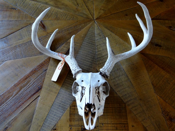 Deer Antlers Skull Wall Mount Taxidermy 2776