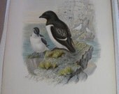John Gould HC Lithograph Birds Great Britain Little Auk