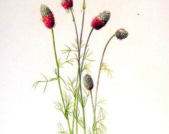 Flower Print - Golden Pea, Prairie Clover - 2 Sided - 1950's Vintage Botanical Illustration Book Page