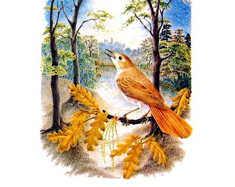 Nightingale Print - 1980 Vintage Book Page - 10 x 7
