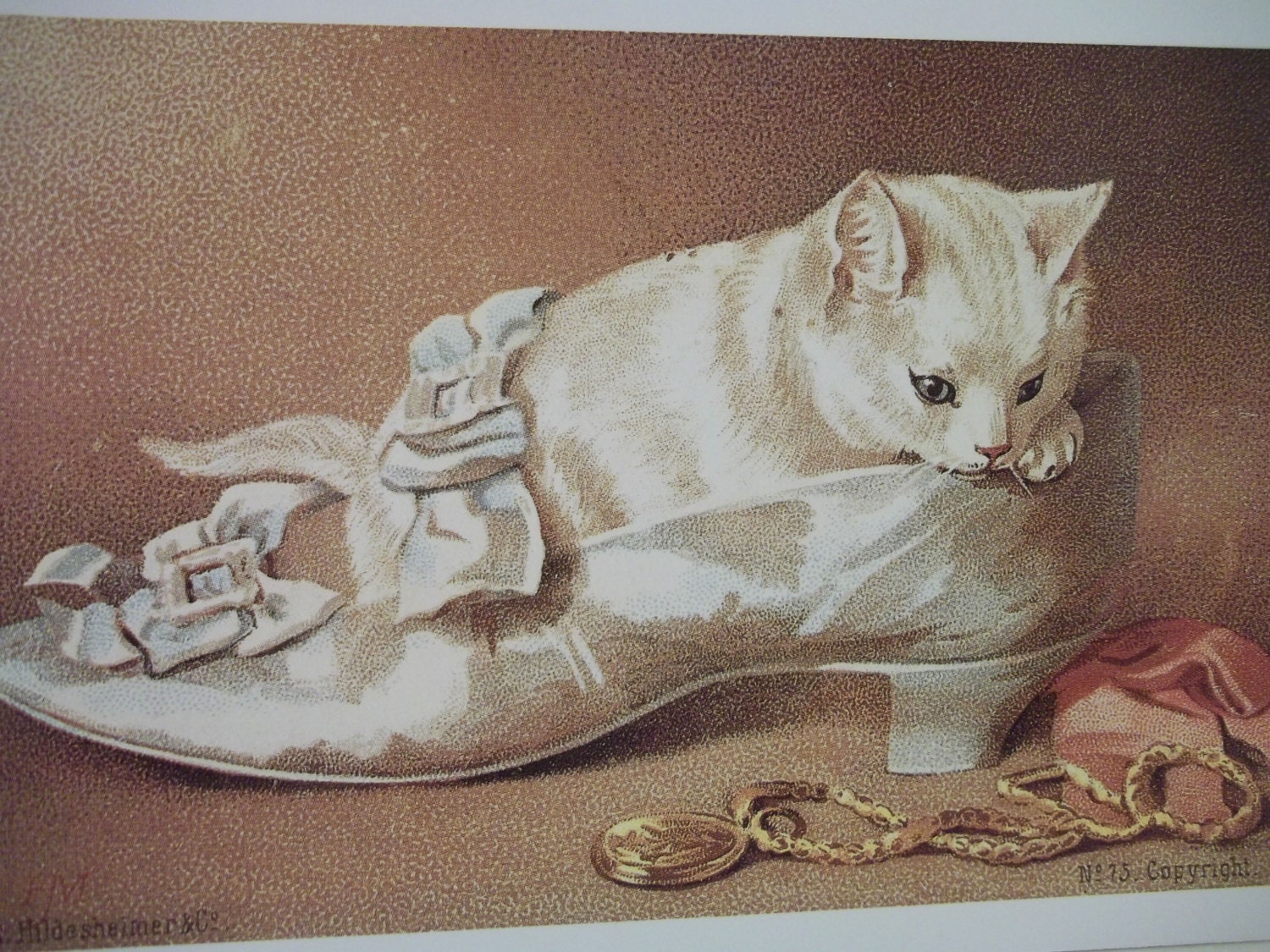 the cat with white shoes