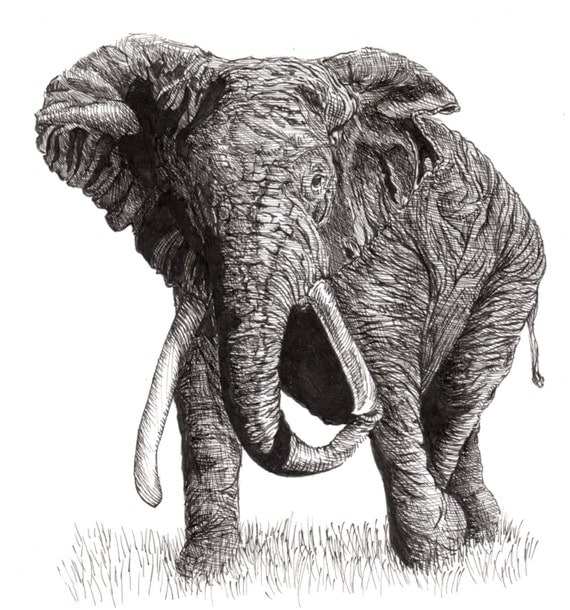 Elephant Walking Original Pen and Ink Drawing