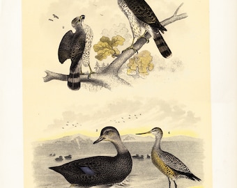 1881 antique BIRDS of NORTH AMERICA lithograph, Eagles, duck and shorebird, 131 years old gorgeous largue print.