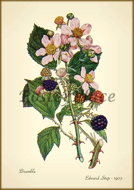 Blackberry ART CARD antique botanical print by PosterPlace on Etsy