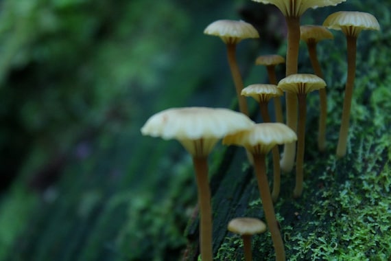 macro shot of mushrooms growing on trees in the forest