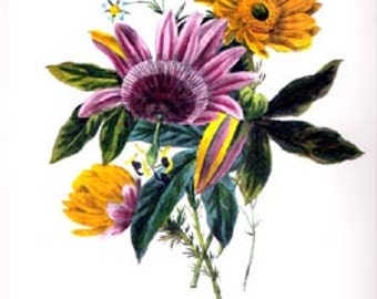 Redoute Botanical Bouquet Print - 42