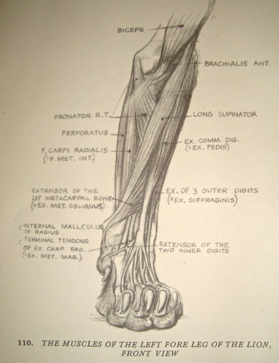 Items similar to Vintage Anatomy Print, Muscular Diagram ...