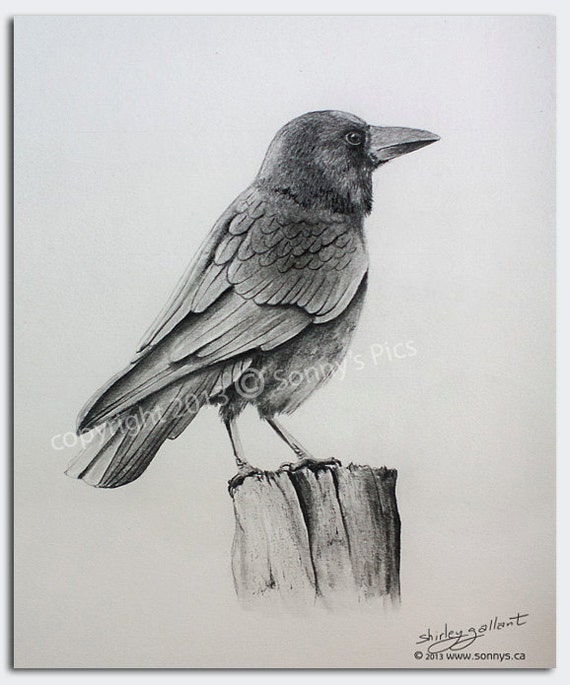 Items similar to Crow Pencil Drawing Original 11x14 on Etsy