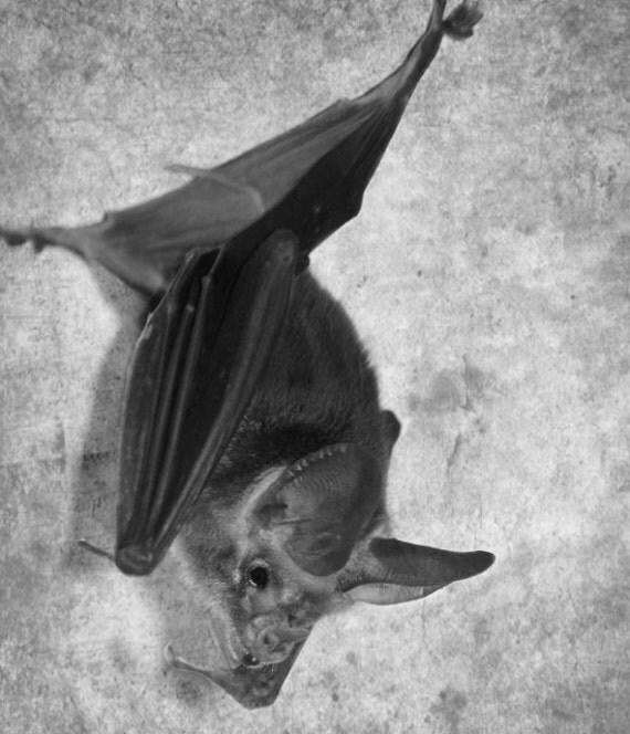 Bat Art Print Bat Art Gothic Art Bat Photography by LongForgotten
