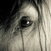 debra l