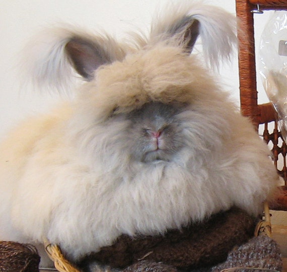 Blue Tortoiseshell English Angora Rabbit fiber by cashmerebunny