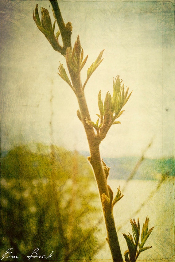 Items similar to Primavera Spring Art Nature Photography Wall Art