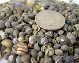 Beach Decor Tiny Seashells - Nautical Decor Tiny Shells- Brown/Yellow Litorina Litorina Shells - Small Seashells, Small Sea Shells, 3x4" Bag
