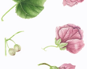 Flowering Maple/ BOTANICAL ILLUSTRATION/Archival Giclee Print/Natural Science Tradition/Pink,Green
