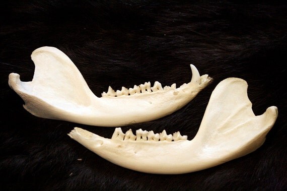 x2 Possum Jaw Bones Pair Real Bone Taxidermy R3843