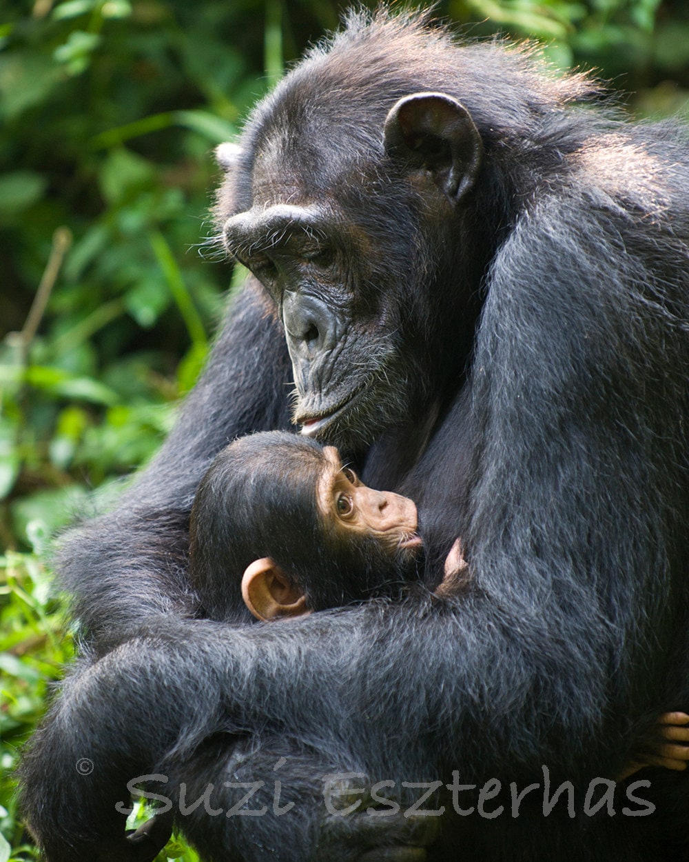 chimpanzee baby and mom