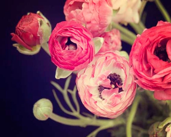 Items similar to Still Life Photography, Ranunculus Flowers, Floral ...