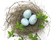Robin eggs, bird eggs, spring decor