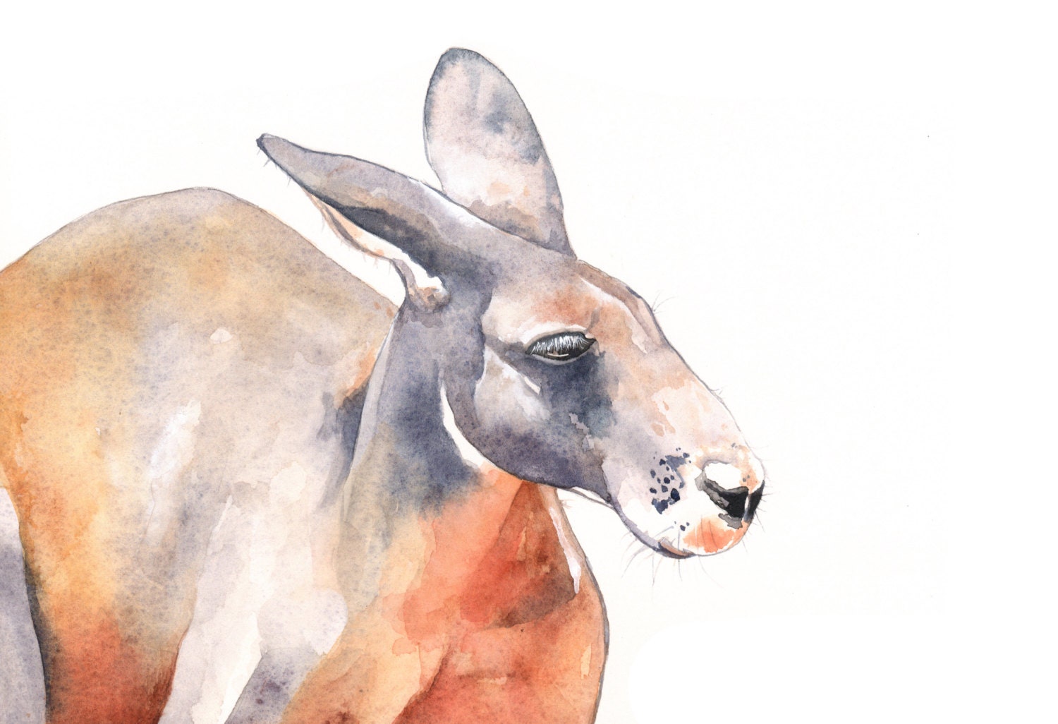 Kangaroo painting K089 print of Watercolor Painting A4 print