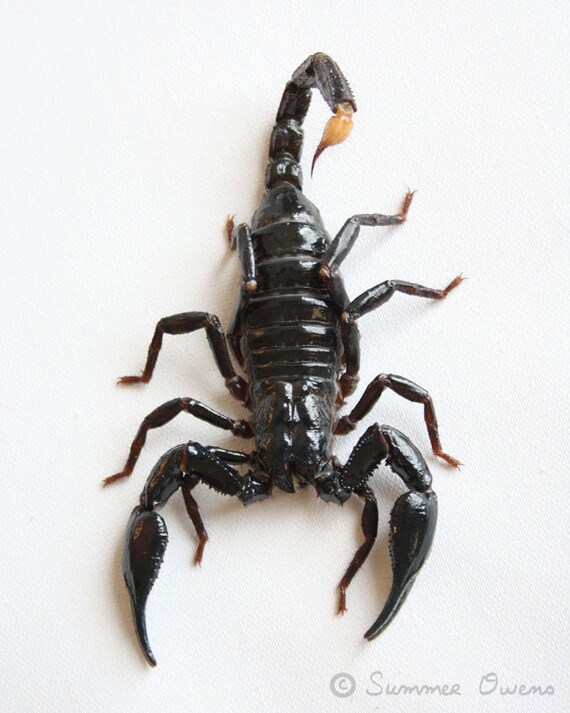 Scorpion Photography Arachnid Photograph Asian Forest
