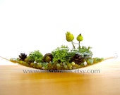 Lichen Terrarium - Pretty Little Lichen Vessel Terrarium