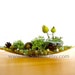 Mothers Day Gift Lichen Terrarium - Pretty Little Lichen Vessel Terrarium