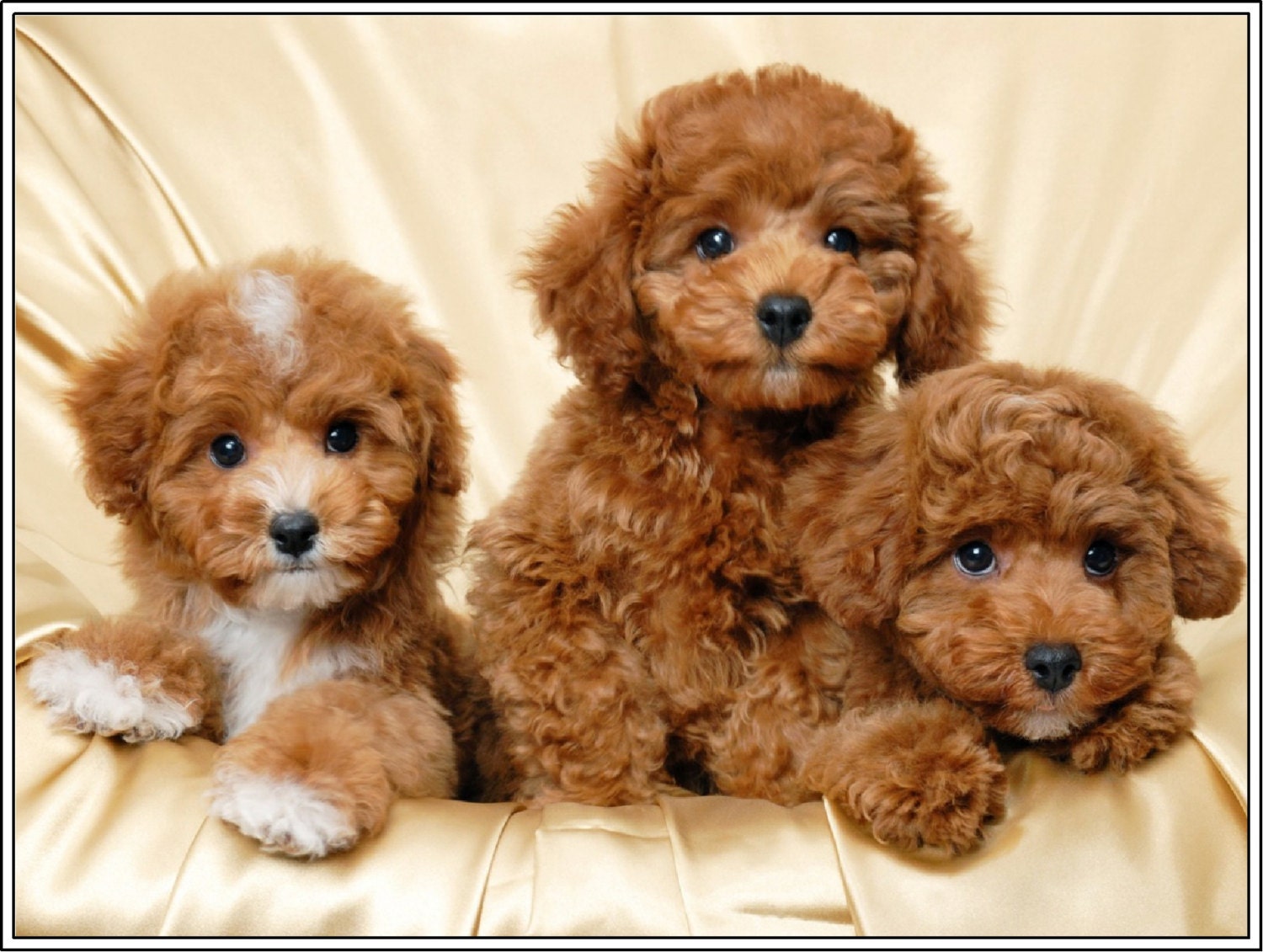 4 Dog Puppy Apricot Poodle Puppies Dogs Greeting by ...