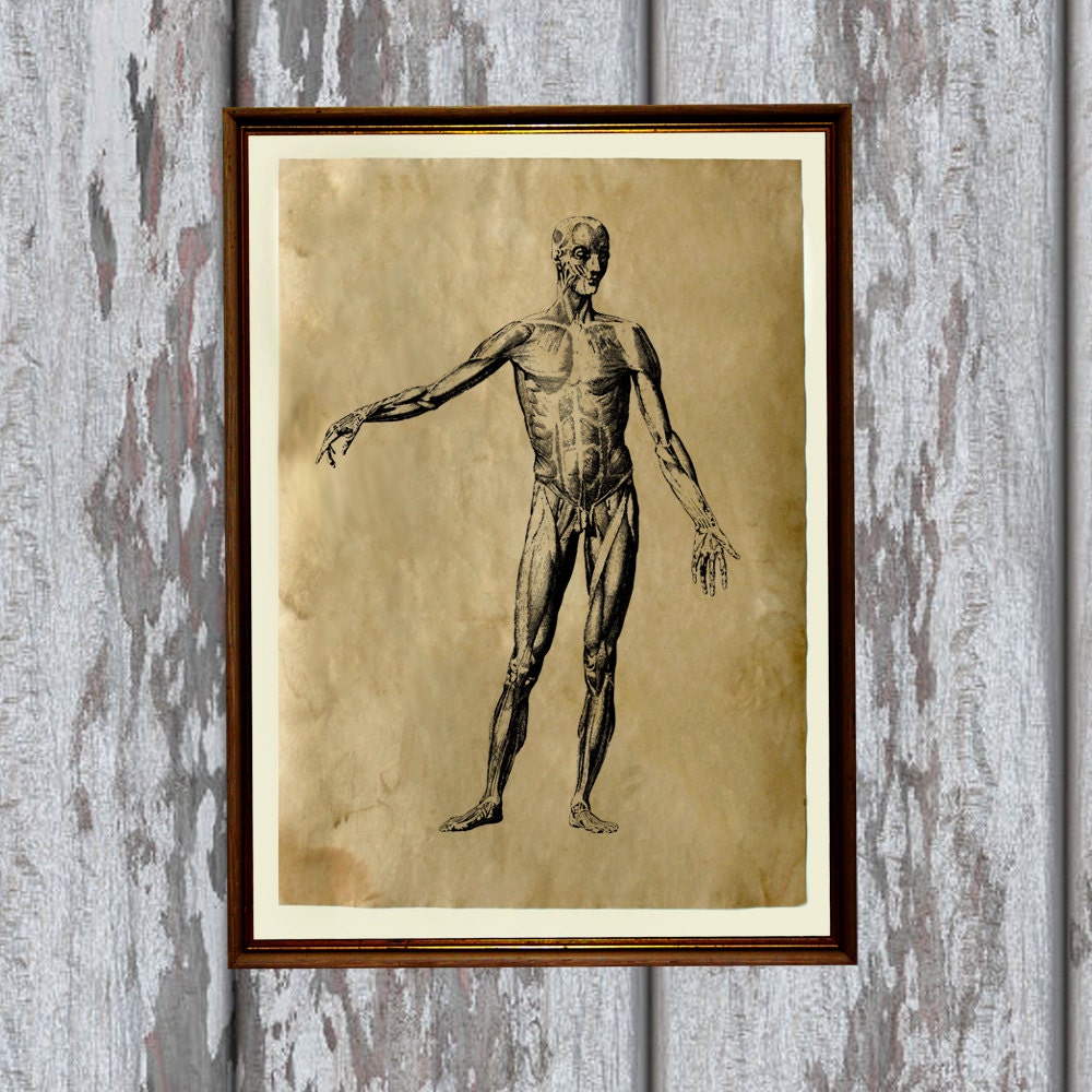 Anatomy art print on old paper Antiqued decoration AK254