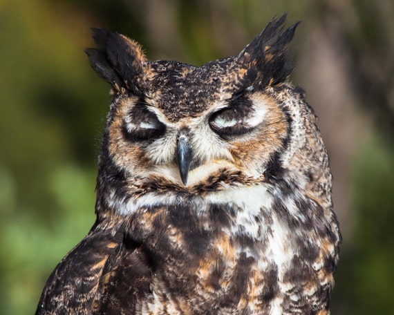 Great Horned Owl Owls Birds Of Prey Raptors Wildlife