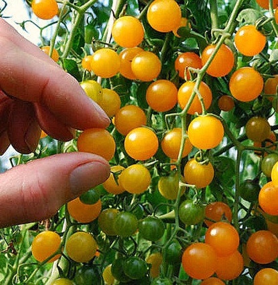Galapagos Island tomato rare heirloom seeds tiny by SmartSeeds