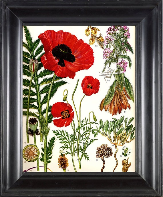 BOTANICAL PRINT Red Poppy 8x10 Botanical Art Print 1 Beautiful