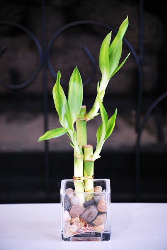 Live 3 Style Lucky Bamboo with Glasses Vase &amp; Pebble Rock