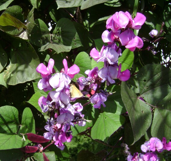 Hyacinth Bean Vine Purple Flowers Fast Growing Edible