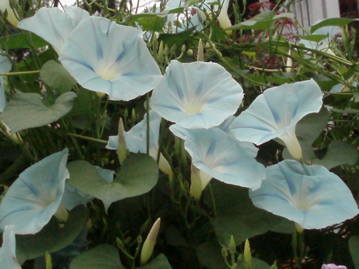 Heirloom Favorite Blue Star Morning Glory 25 Seeds You Have