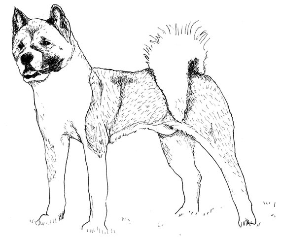 Akita Dog Black/White Pen / Ink Illustration