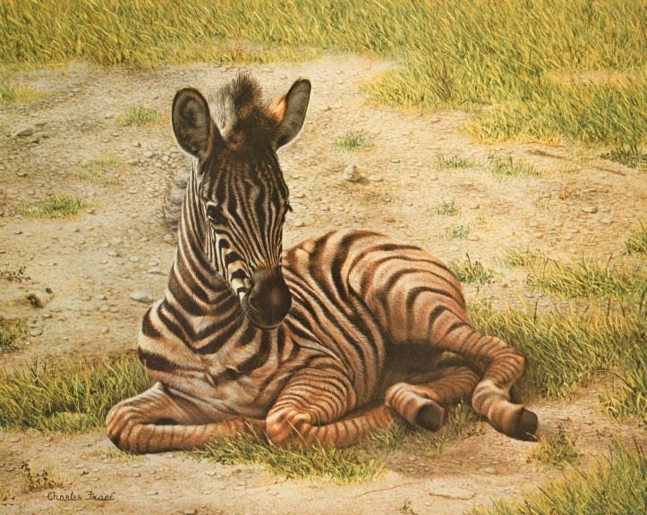 Zebra Foal Charles Frace Vintage / Antique Art Print