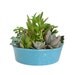 Succulent Mix in Turquoise Ceramic Pot Dish Garden Centerpiece for Gifts Favors Modern Minimalist Planter 7.5" Diameter